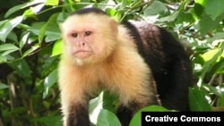 Обязьяна-капуцин (Cebus capucinus) в джунглях Коста-рики
<a href = "http://en.wikipedia.org/wiki/Image:Capuchin_Costa_Rica.jpg" target=_blank>Wikipedia Creative Commons Фото David M. Jensen</a>