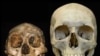 Homo floresiensis (слева) и Homo Sapiens. Разница в размерах черепа между «хоббитом» с острова Флорес и большинством современных людей достаточно велика