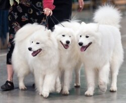 Одна из самых любимых американцами собачьих пород - Samoyed. Самоедами назывались в царской России ненцы и родственные им северные народы. Однако это тоже искаженное заимствование из саамского языка. © 2011 Ron Armstrong