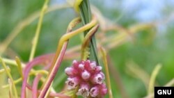 Повилика, оплетающая цветок. <a href = "http://en.wikipedia.org/wiki/Image:Cuscuta_europaea_2005.06.12_15.07.24.jpg" target=_blank>Wikipedia. GNU Free Documentation License.</a>