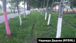 Деревья, которые покрасили жители Петропавловска-Камчатского