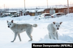 Бродячие собаки в Воронеже